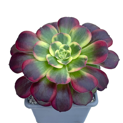 Aeonium 'Halloween' variegata (Form 2)