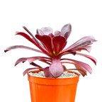 Aeonium arboreum atropurpureum