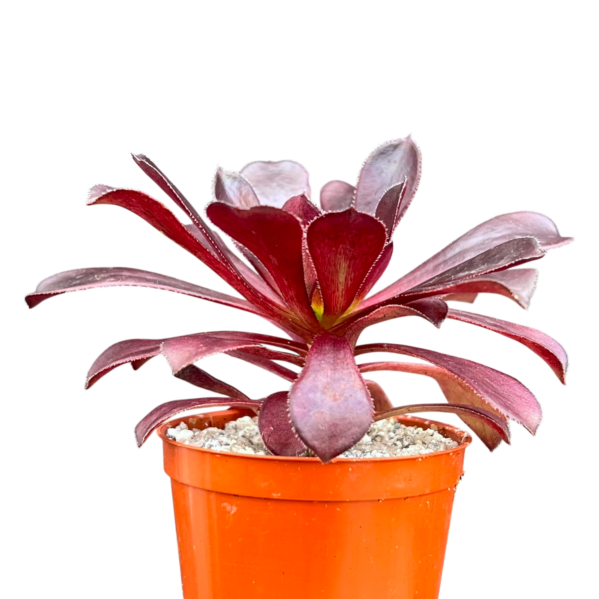 Aeonium arboreum atropurpureum