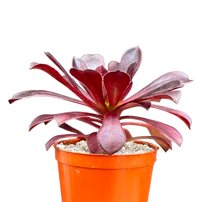 Aeonium arboreum atropurpureum