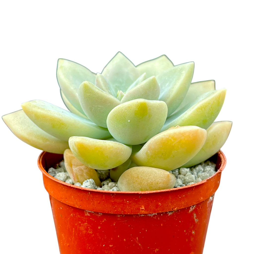 x Graptoveria 'Koala'
