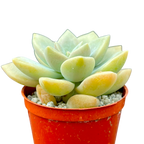 x Graptoveria 'Koala'