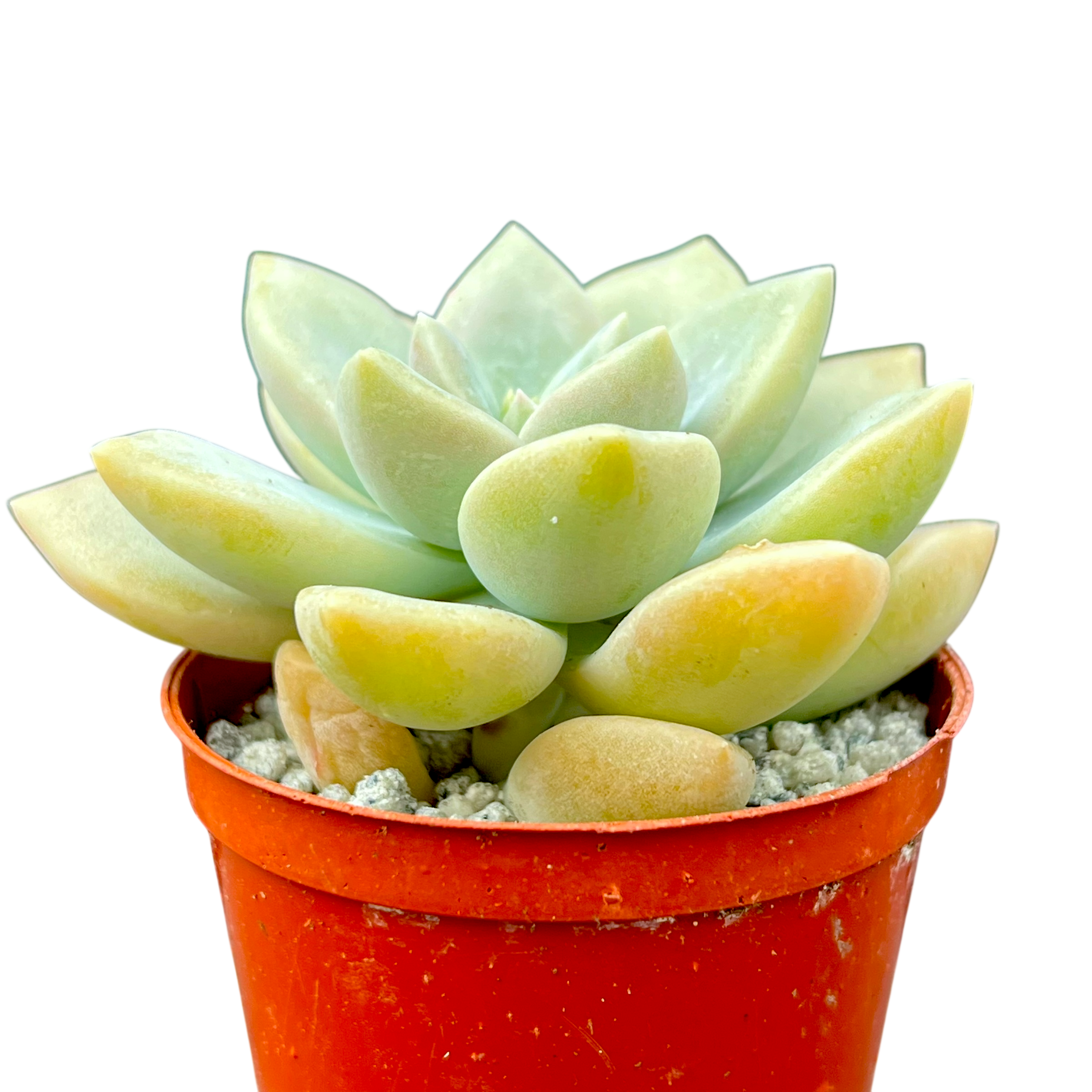x Graptoveria 'Koala'