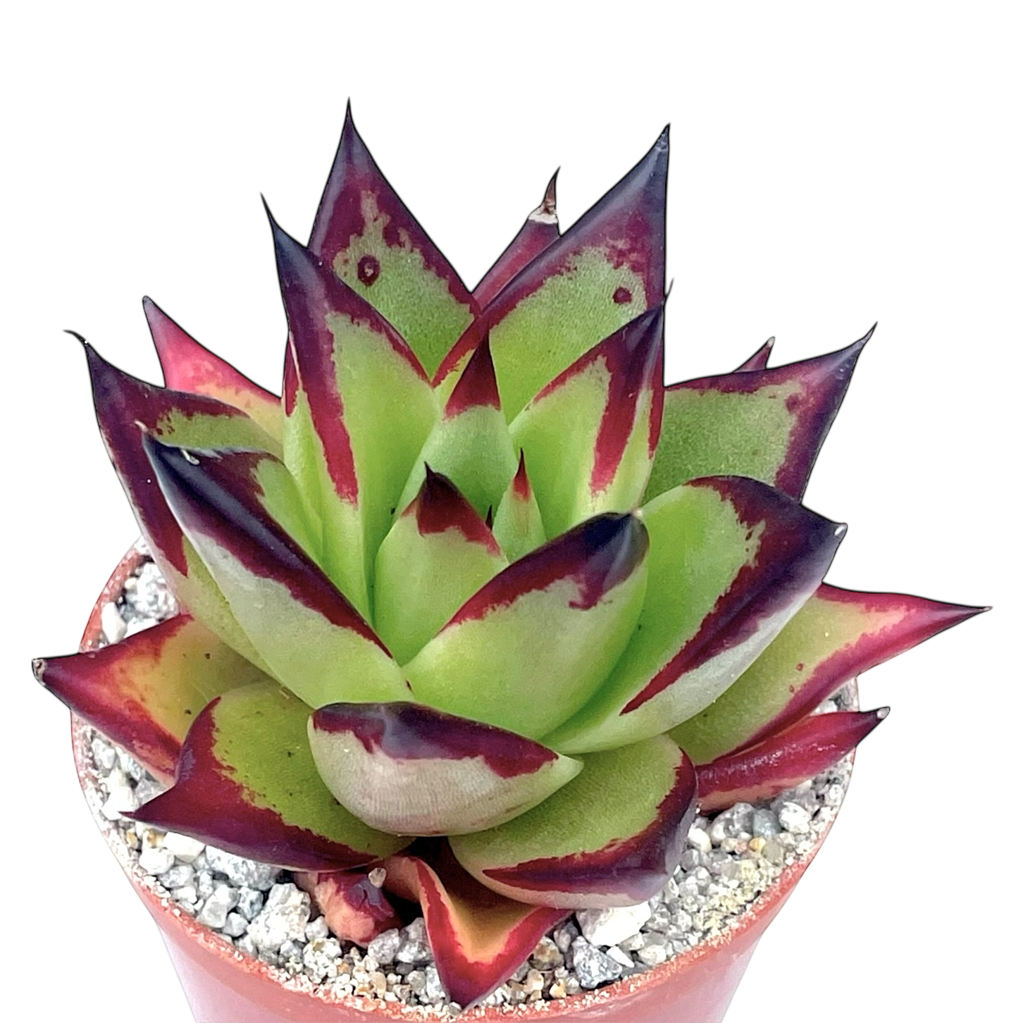 コロラータ colorata 多肉植物 'Desert Harmony' デザートハーモニー