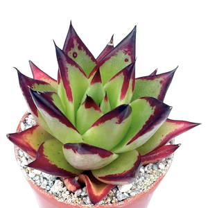 Echeveria agavoides 'Ebony'