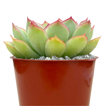 Echeveria pelusida