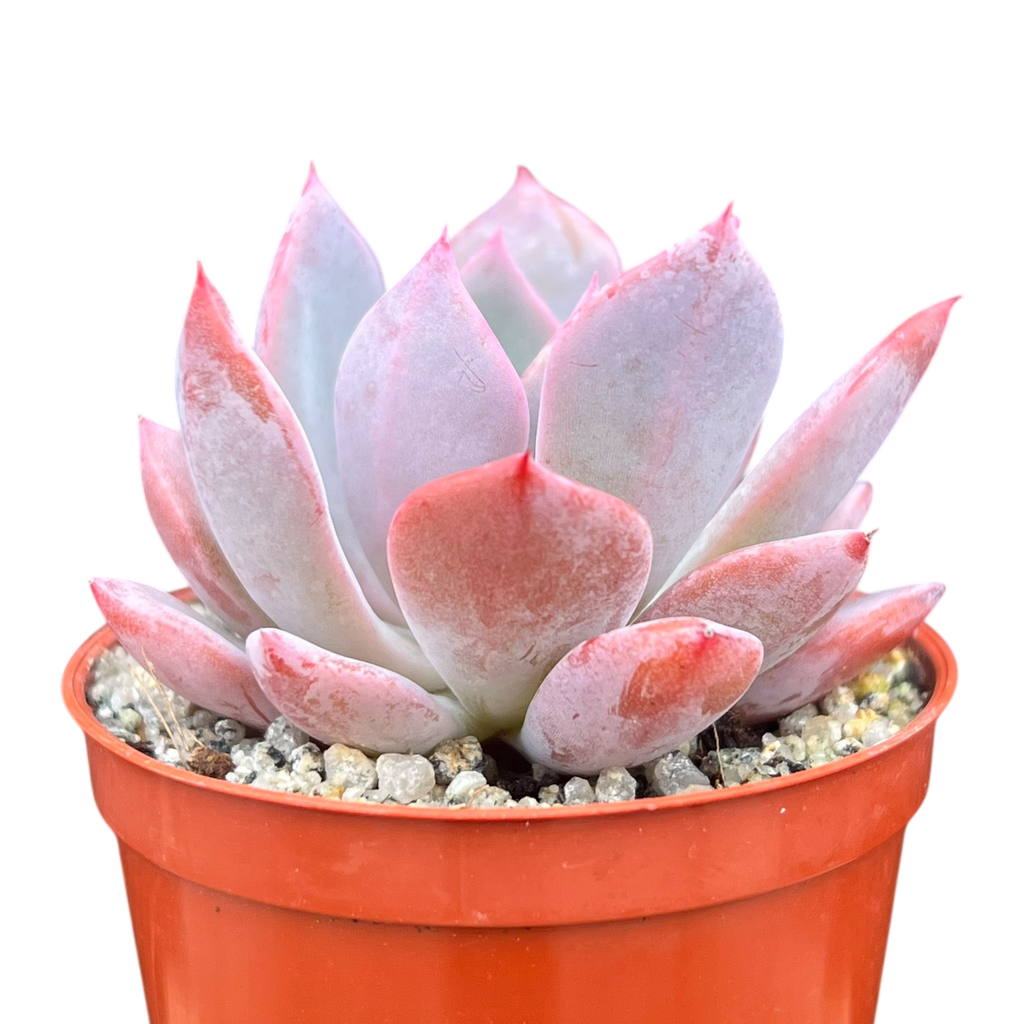 Echeveria 'Mazarine'