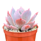 Echeveria 'Mazarine'