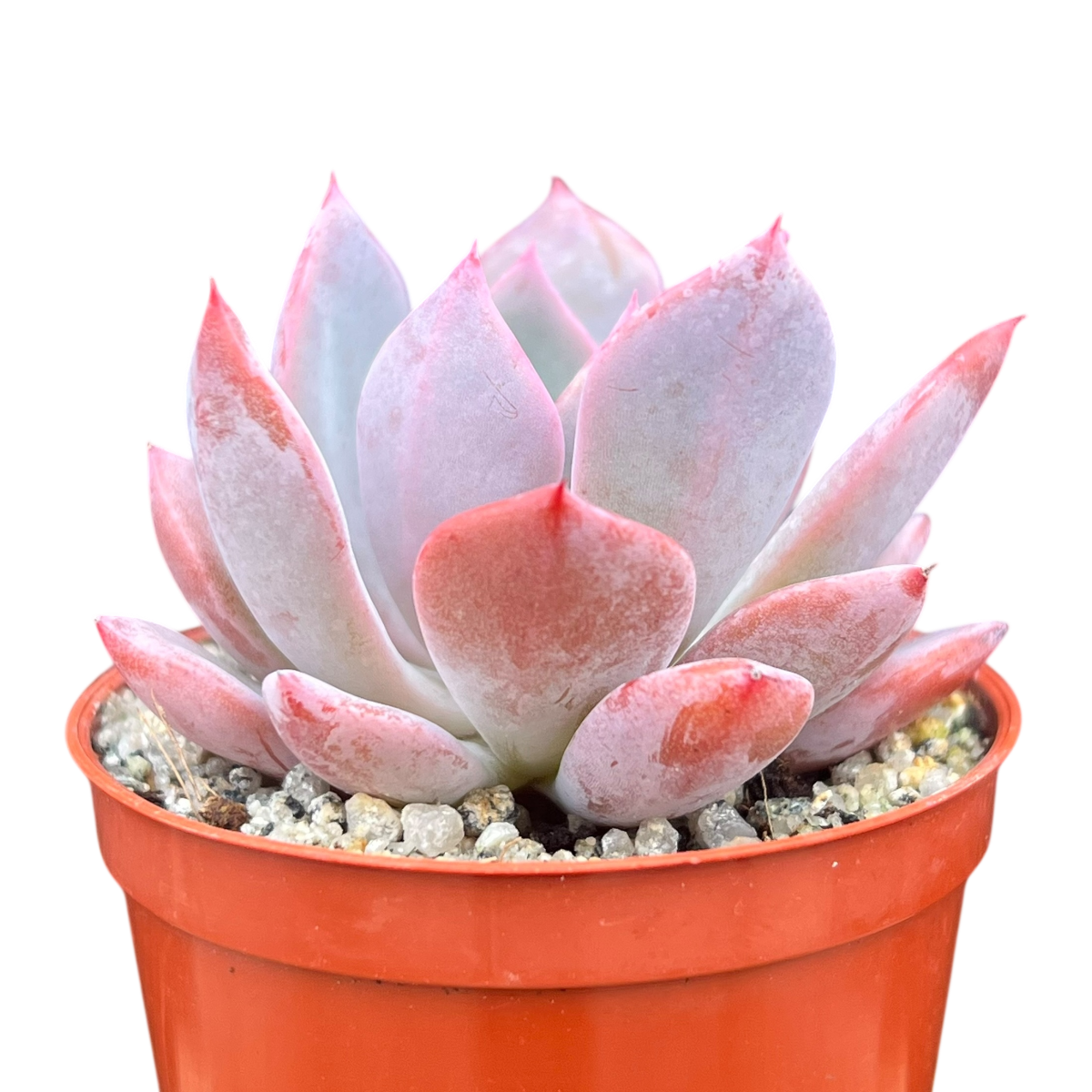 Echeveria 'Mazarine'