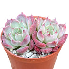 Echeveria 'Sara Himebotan'