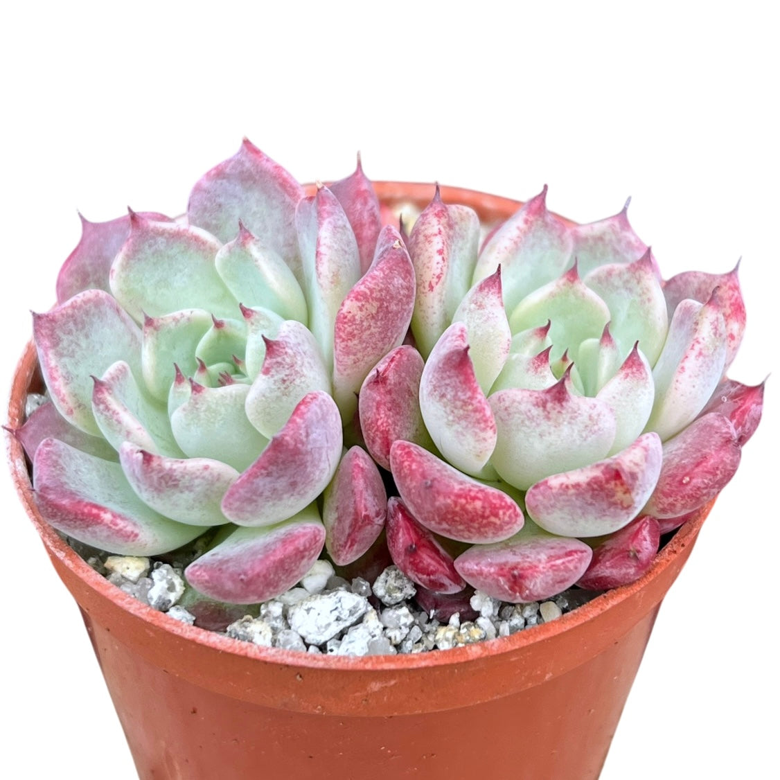 Echeveria 'Sara Himebotan'