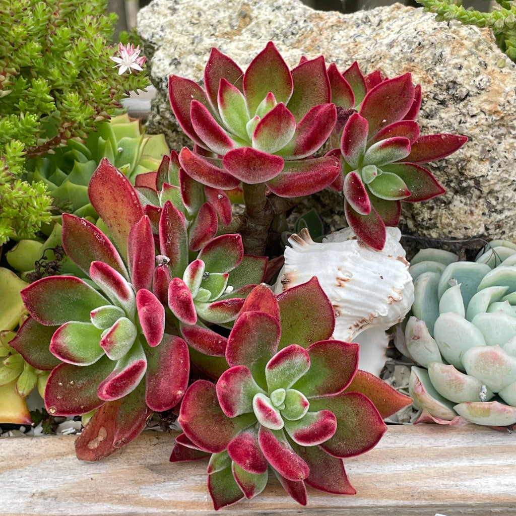 echeveria devotion succulent Echeveria pulvinata 'Devotion' – Surreal Succulents