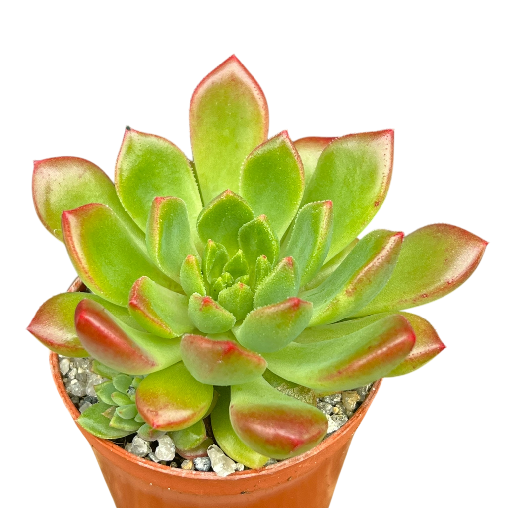 Echeveria 'Ron Evans'