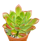 Echeveria 'Ron Evans'