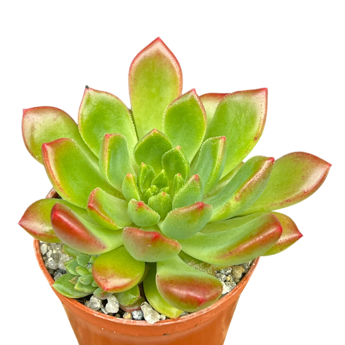 Echeveria 'Ron Evans'