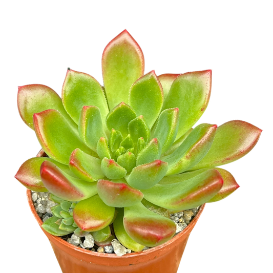 Echeveria 'Ron Evans'
