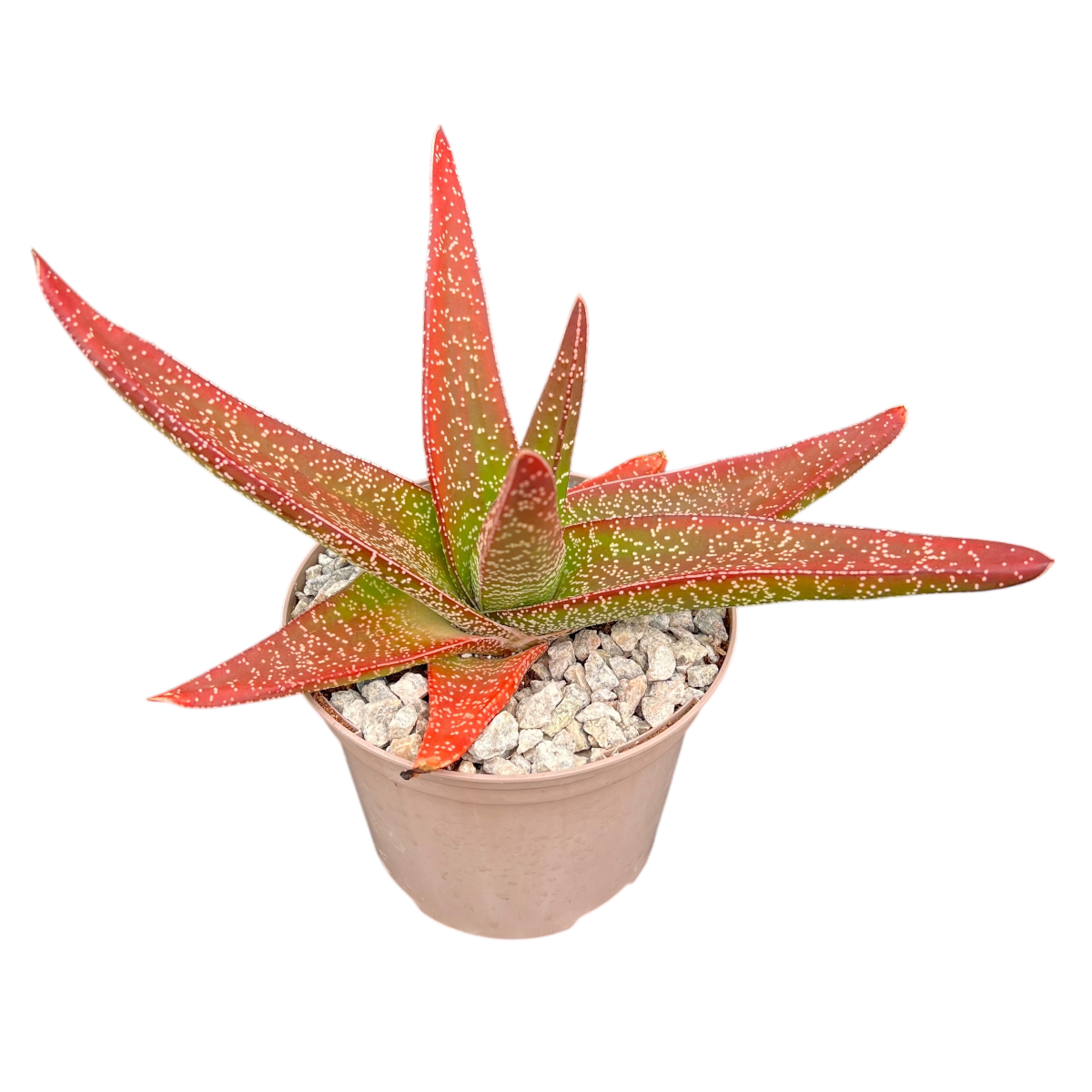 Gasteria carinata