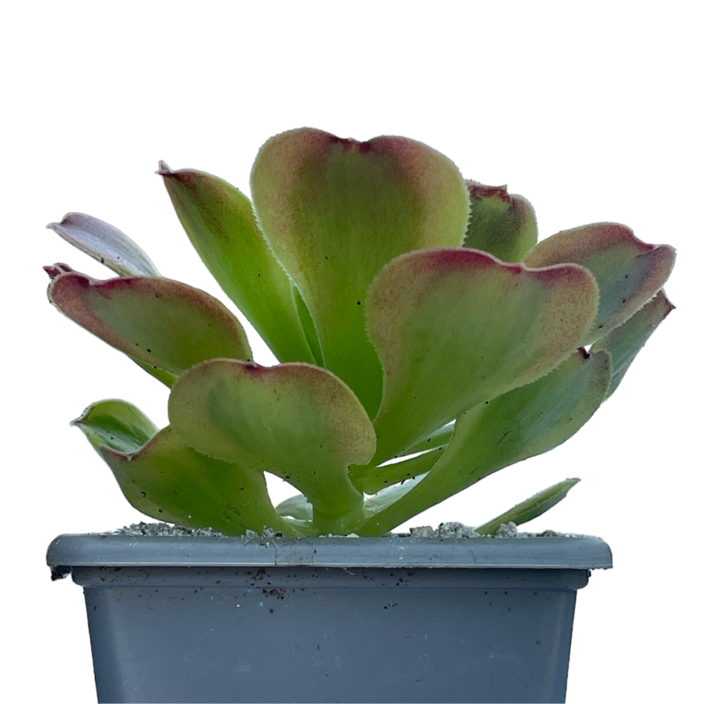 Aeonium 'Green Lemon'