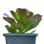 Aeonium 'Green Lemon'