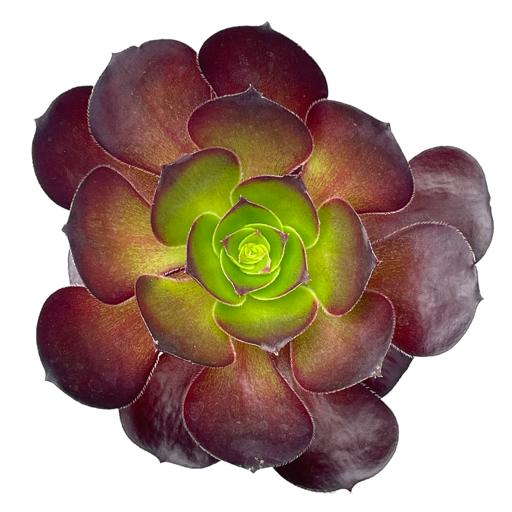 Aeonium 'Cornish Rose'