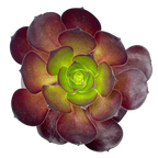 Aeonium 'Cornish Rose'