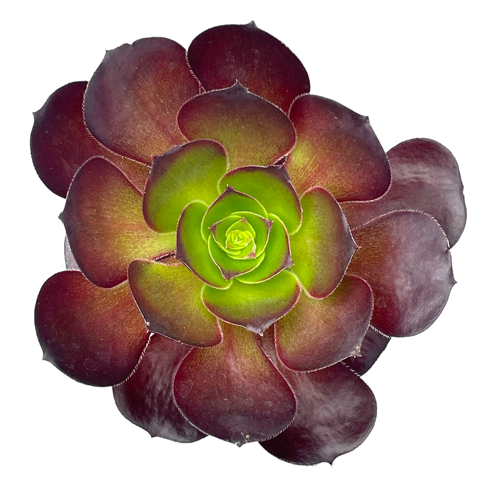 Aeonium 'Cornish Rose'