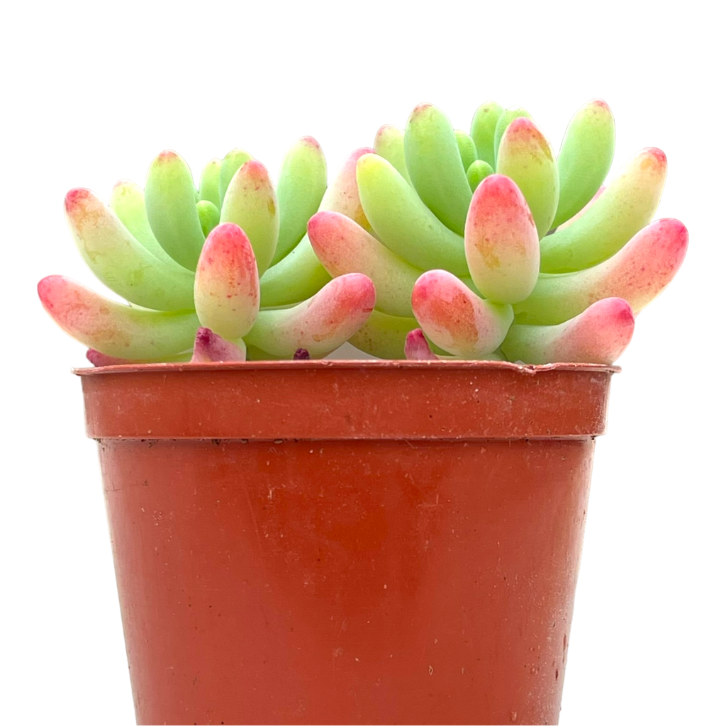 Sedum pachyphyllum 'Rose'
