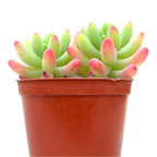 Sedum pachyphyllum 'Rose'