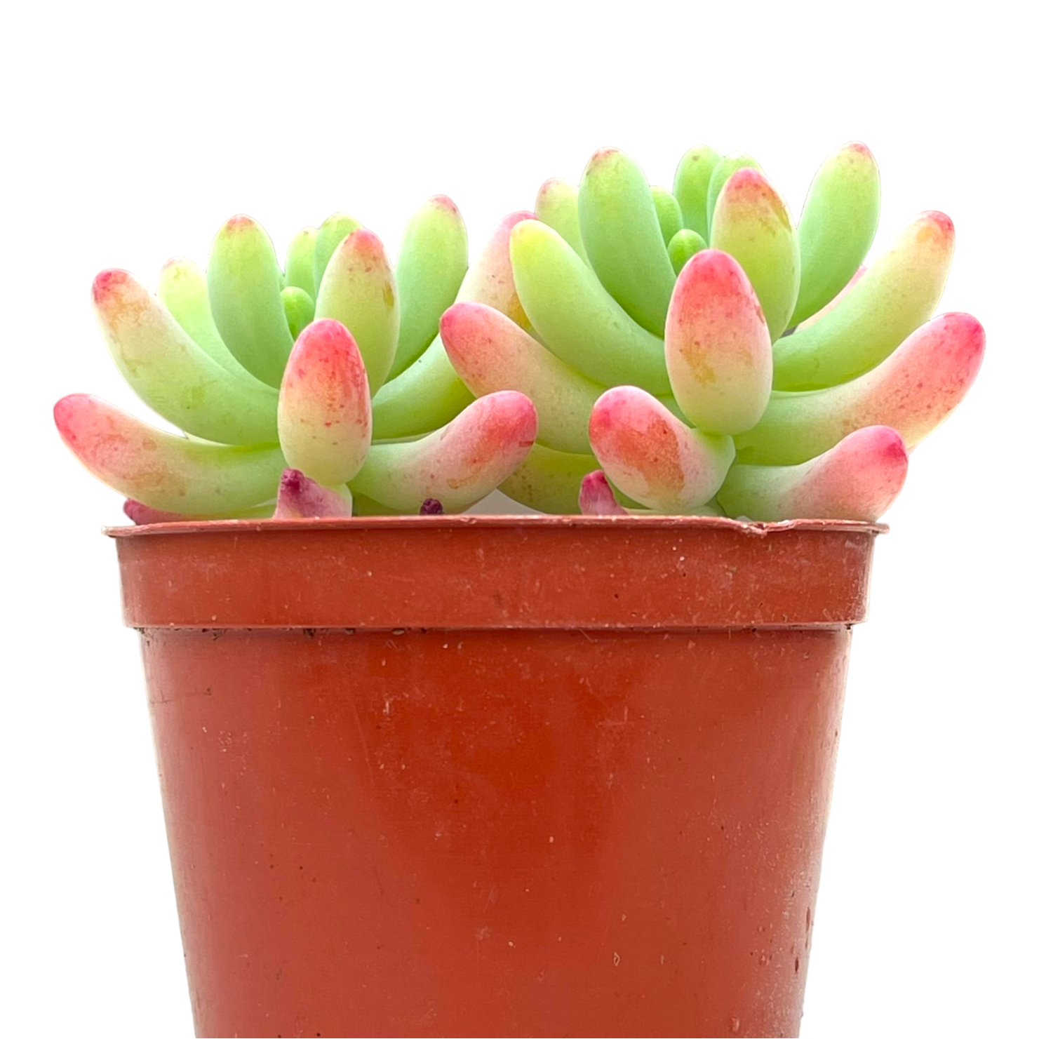 Sedum pachyphyllum 'Rose'