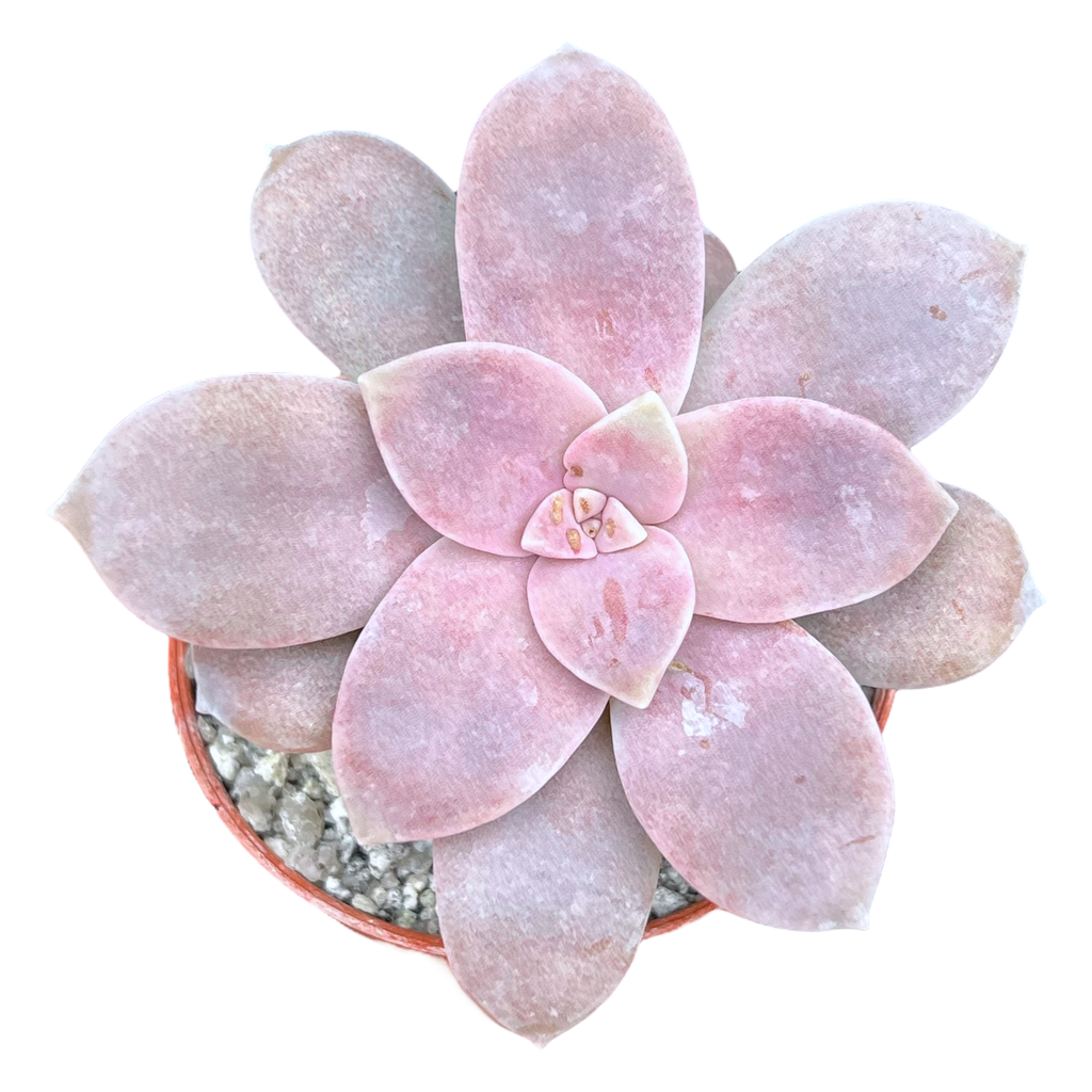 Graptopetalum petandrum subsp. superbum