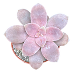Graptopetalum petandrum subsp. superbum