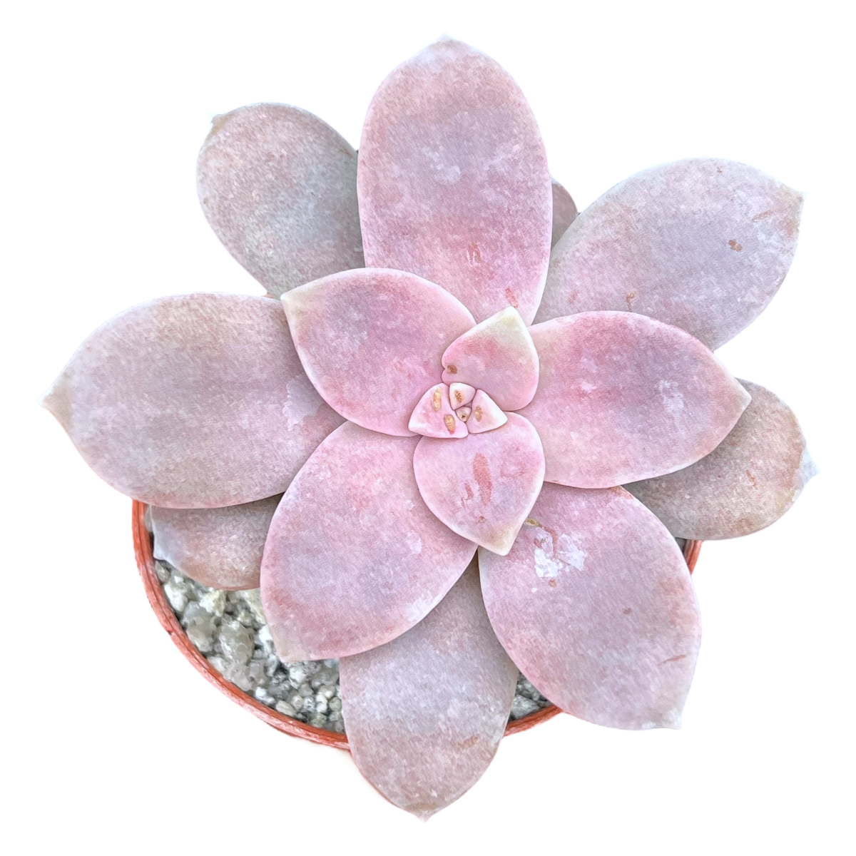 Graptopetalum petandrum subsp. superbum