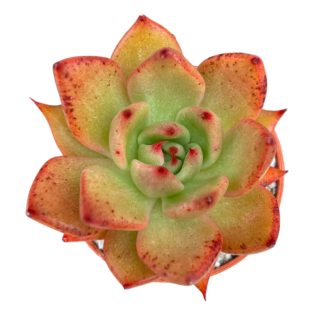 Echeveria agavoides 'Victor Reiter'