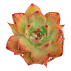 Echeveria agavoides 'Victor Reiter'