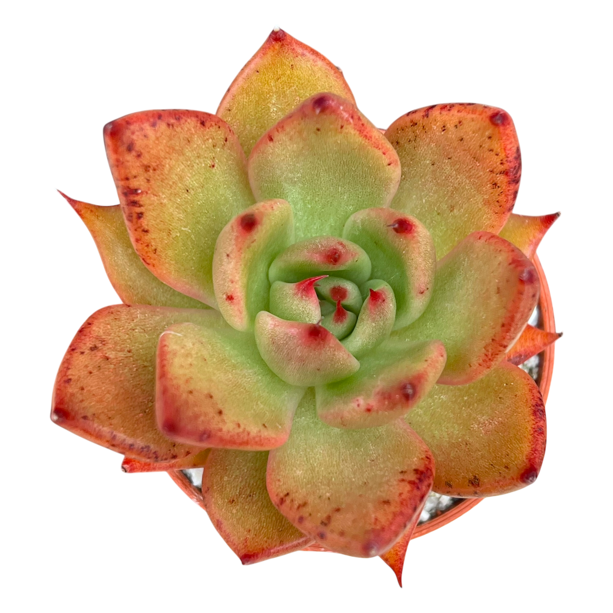 Echeveria agavoides 'Victor Reiter'