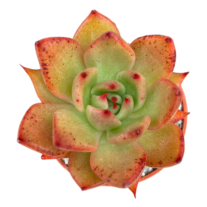 Echeveria agavoides 'Victor Reiter'