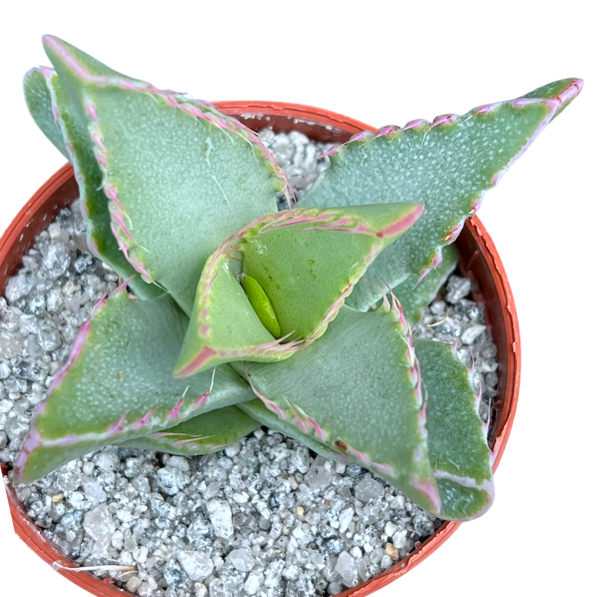 Faucaria britteniae