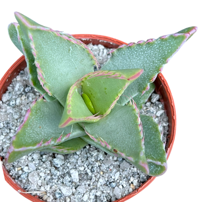 Faucaria britteniae