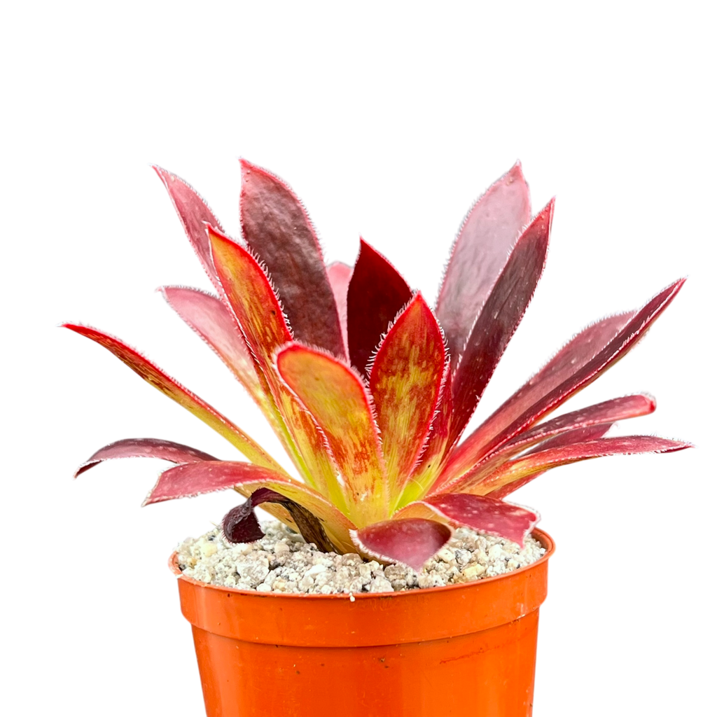 Aeonium 'Black Magic'