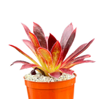 Aeonium 'Black Magic'