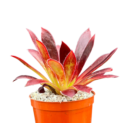 Aeonium 'Black Magic'