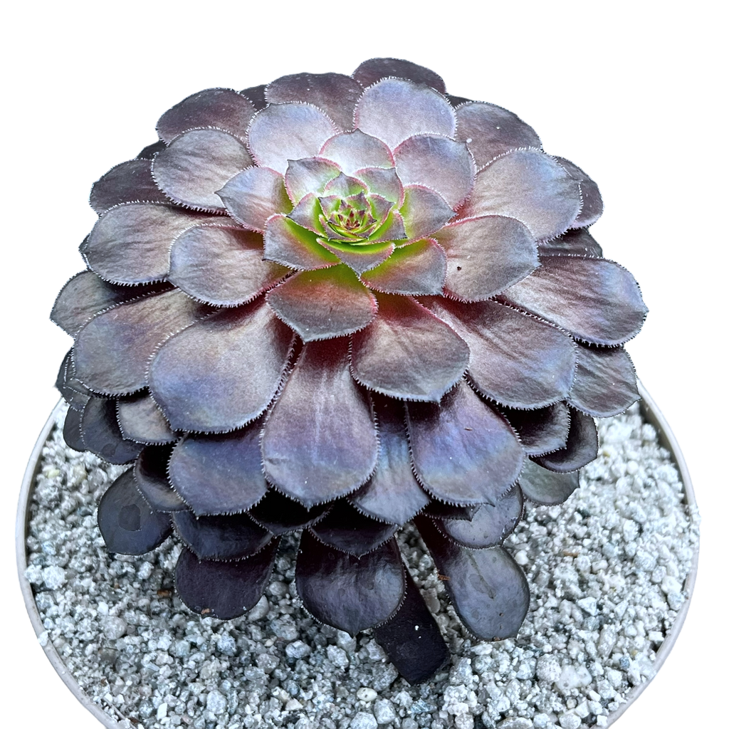 Aeonium 'Zwartkin'