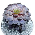 Aeonium 'Zwartkin'