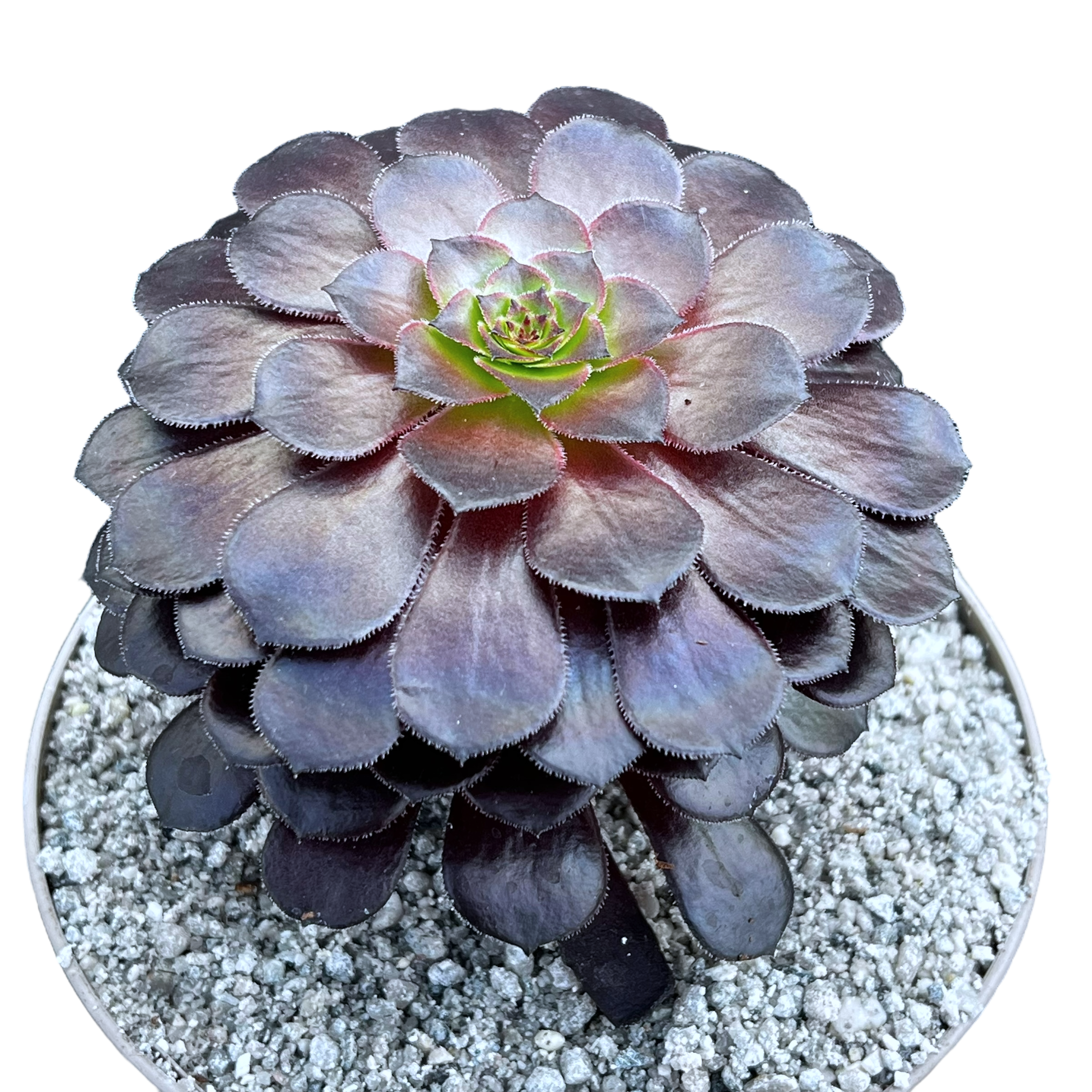 Aeonium 'Zwartkin'