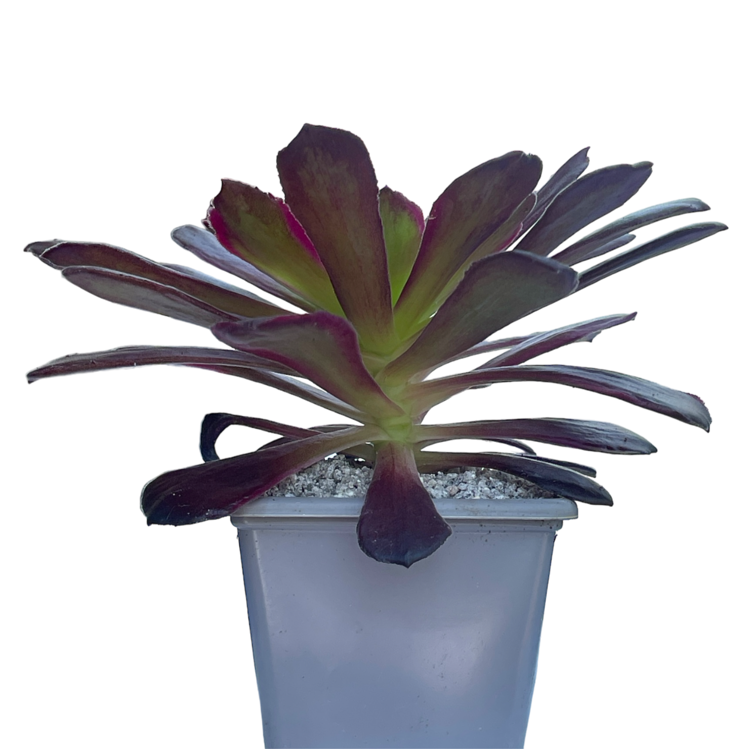 succulent eden Aeonium 'Eden' – Surreal Succulents