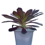 Aeonium 'Eden'