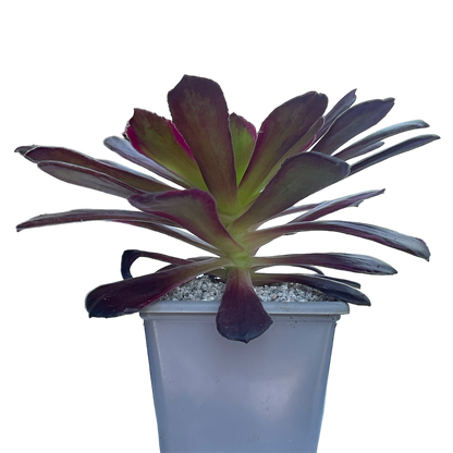 Aeonium 'Eden'