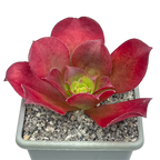 x Semponium 'Darwin'