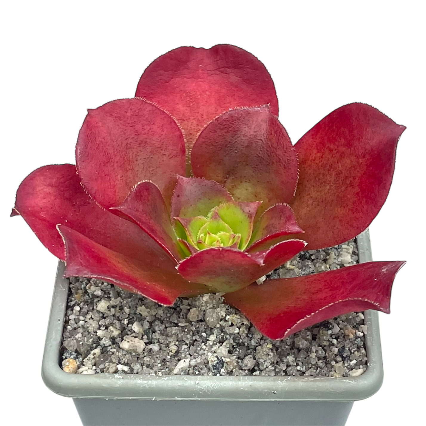 x Semponium 'Darwin'