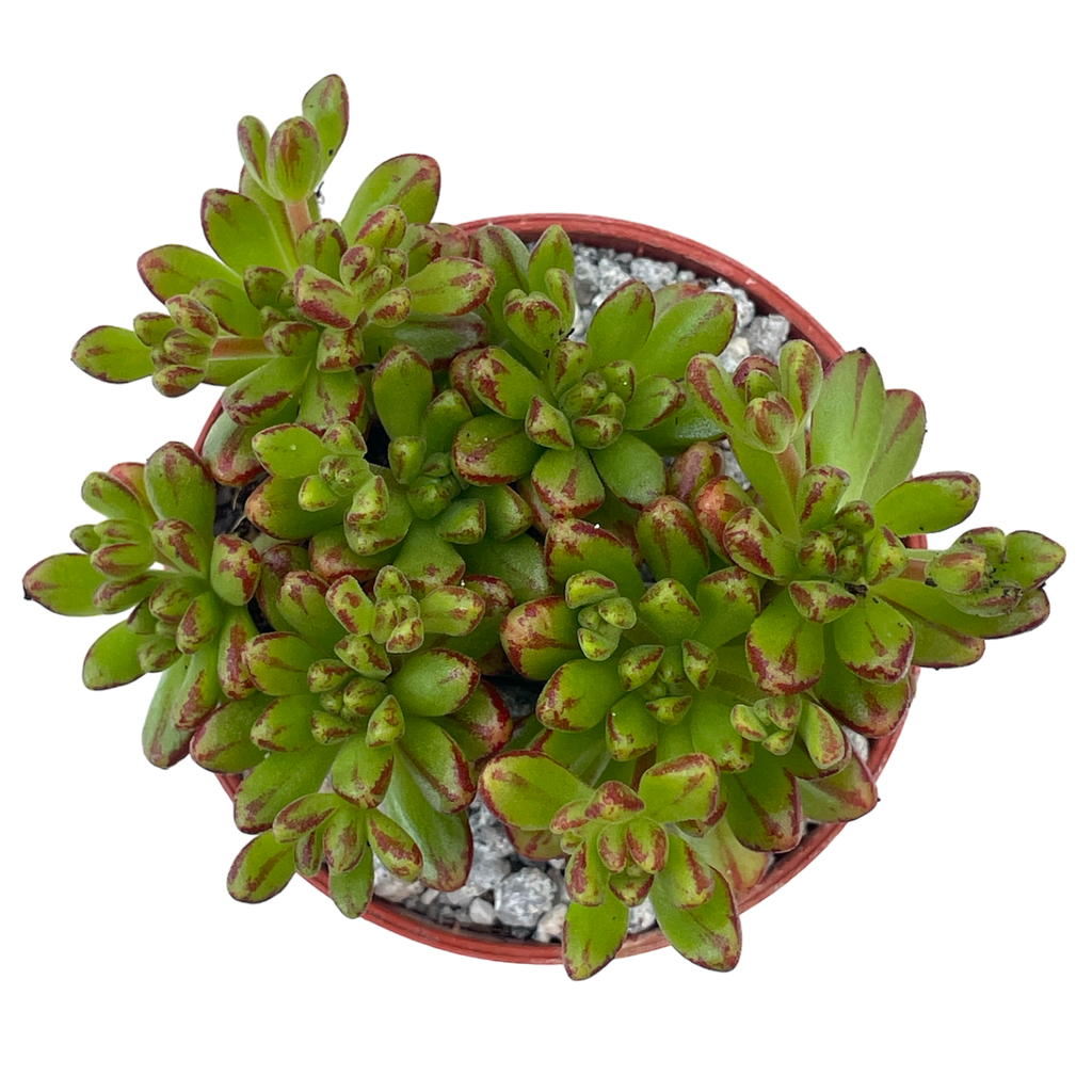 Aeonium sedifolium